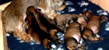 dachshund