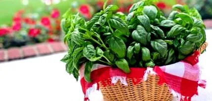 care planta