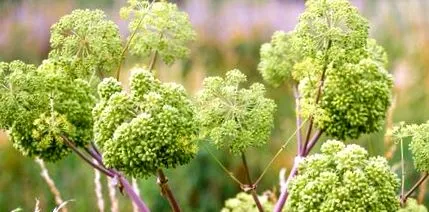 angelica