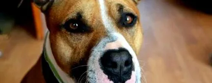 american terrier
