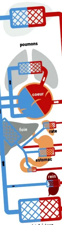 francia francia