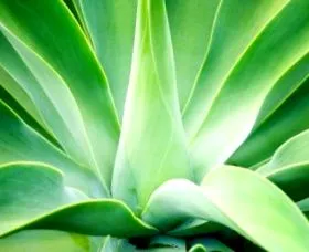 agave