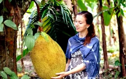jackfruit