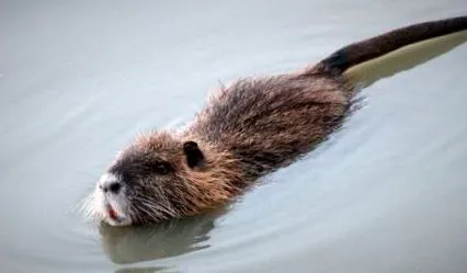 coypus
