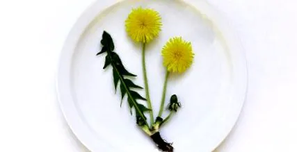 всіх кульбаба
