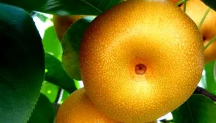 pyrifolia
