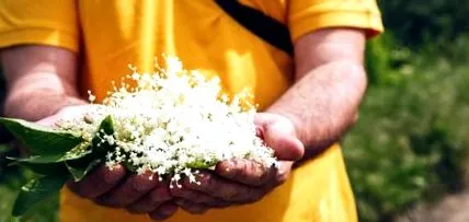 elderberry