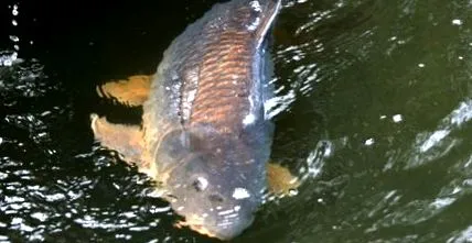 minden