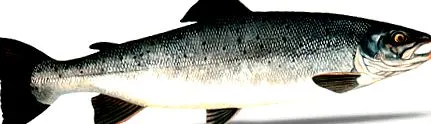 vegye