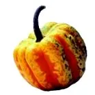 legume