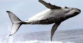 balene