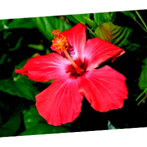 hibiscus