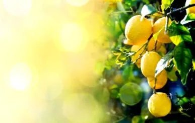 citrus