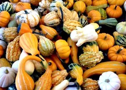 Butternut squash