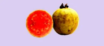 guava egészségügyi