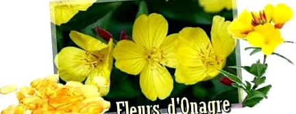 plantes ligetszépeolaj