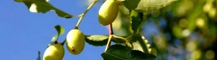 jujube előnyei