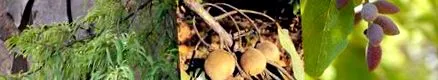 triphala