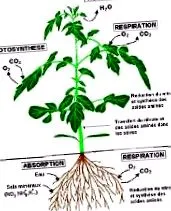 plant plant