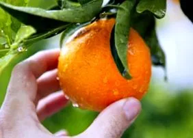 fructele