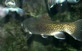 aquaponics