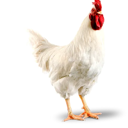 Baromfifajok francia