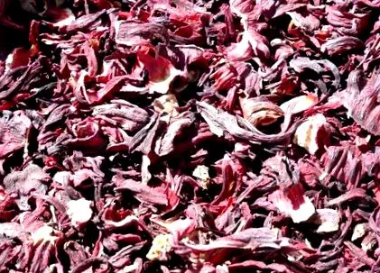hibiscus