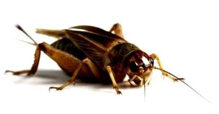 rovarok