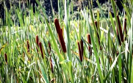 typha