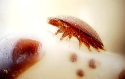 acarieni varroa