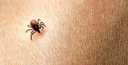 lyme-kór