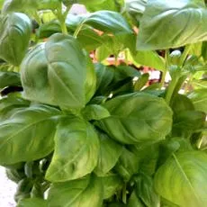 aromă