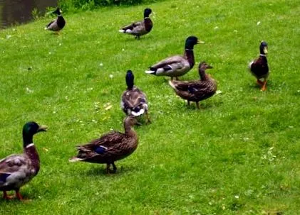 compagnie