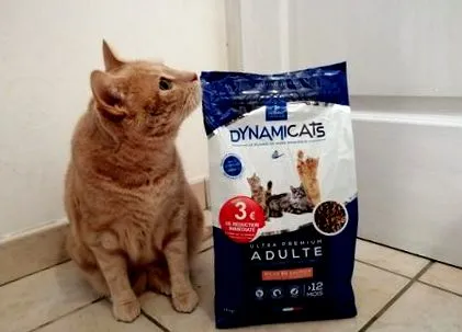 dynamicats