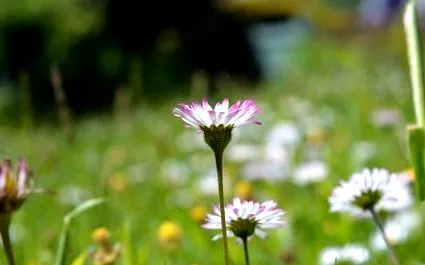 perennis