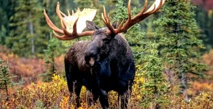 alces alces