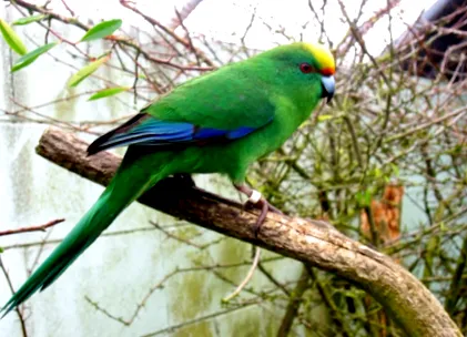 parakeet