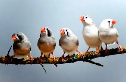 madarak