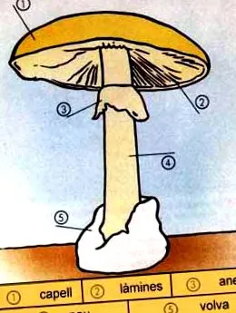 gombák