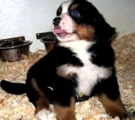 boyero