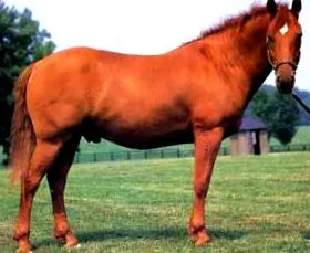 eredet