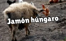 ibériai sonkát