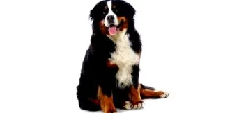 bernese