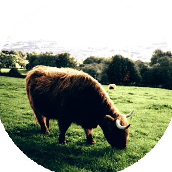 beef