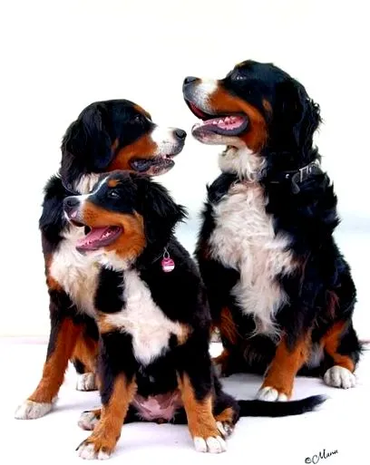 bernese-hegy