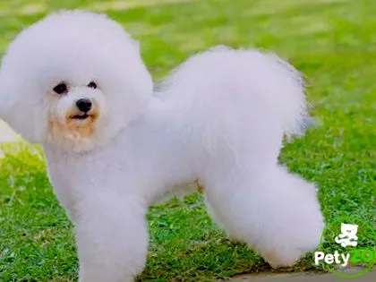 bichon