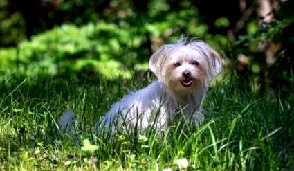havanese
