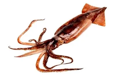 tintahal