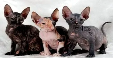 sphynx