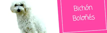 Bichon Bolognese